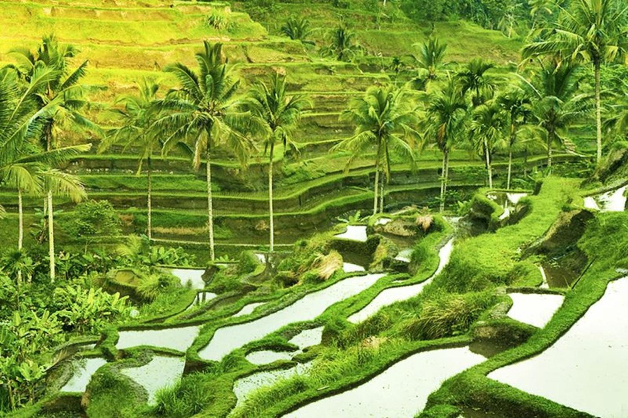 Asvara Villa Ubud By Ini Vie Hospitality Εξωτερικό φωτογραφία